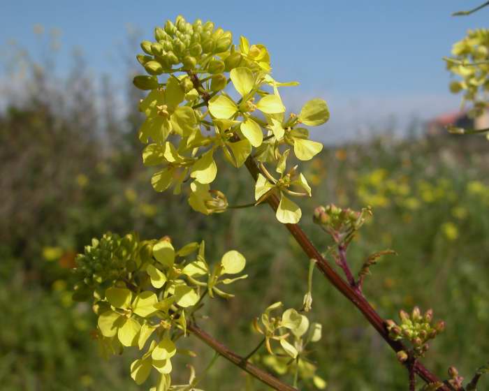 Arbusto con fiori gialli